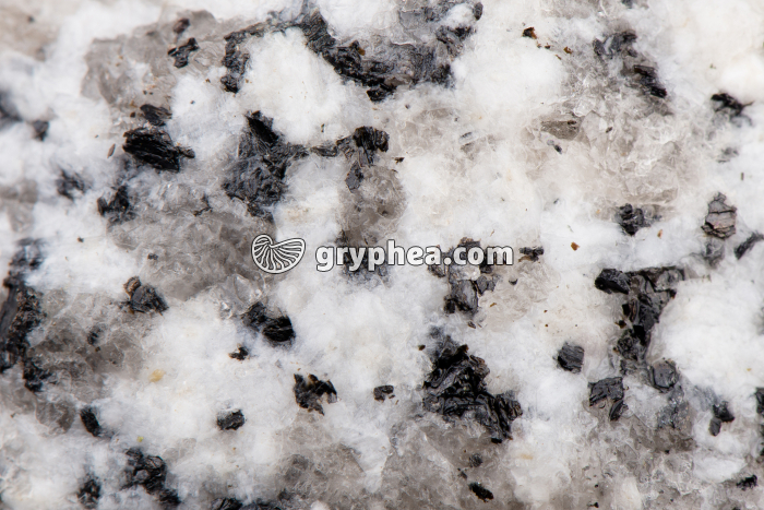 Granite sain (détail x2) - gryphea.com